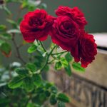 زهرا سبحانی